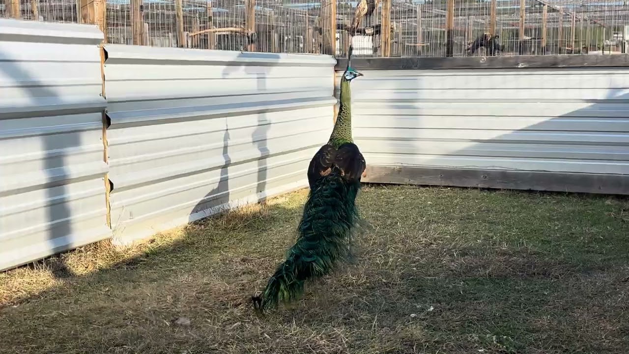 American #2 Bob’s Green Peafowl, 22 Dec 2025