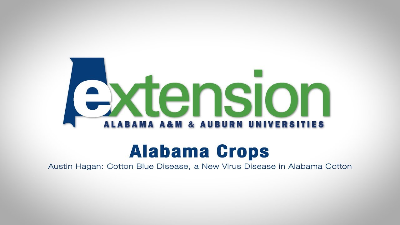 Austin Hagan: Cotton Blue Disease, a New Virus Disease in Alabama Cotton