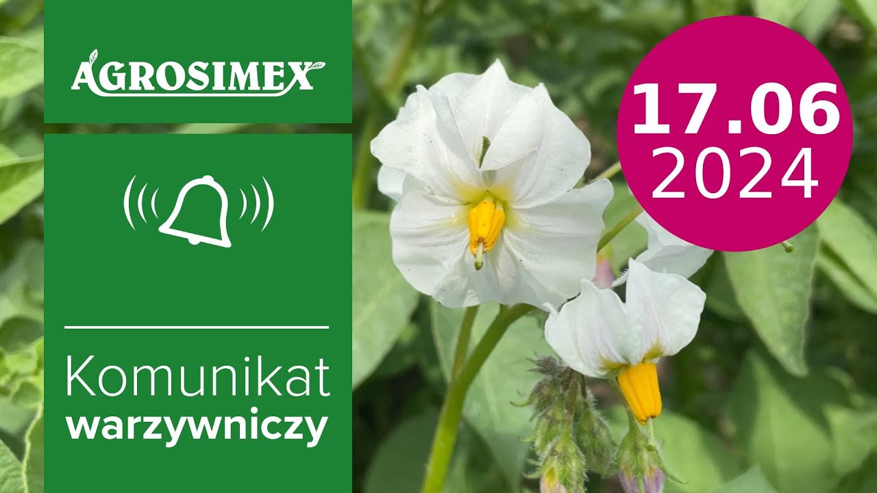 Jak dokarmiać plantacje ziemniaka  🥔- komunikat warzywniczy | Agrosimex