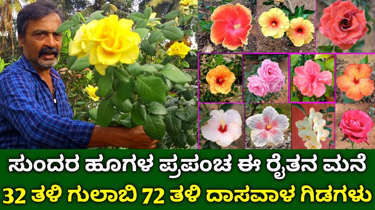 ಸುಂದರ ಹೂಗಳ ಪ್ರಪಂಚ | 32 ತಳಿ ಗುಲಾಬಿ 72 ತಳಿ ದಾಸವಾಳ ಗಿಡಗಳು | beautiful flower garden kannada 