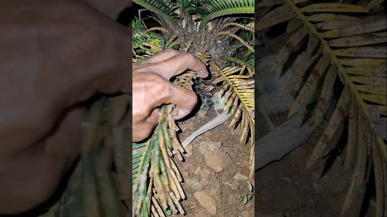Anak ayam hutan #shortvideo