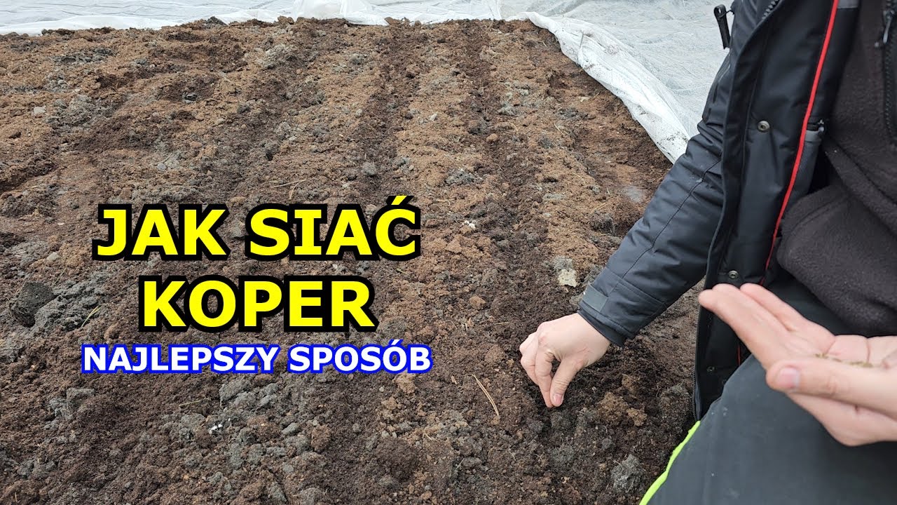 Jak siać Koper ogrodowy - Najlepszy spos&oacute;b na siewy Kopru | Uprawa Koperku Krok po Kroku Kiedy siać
