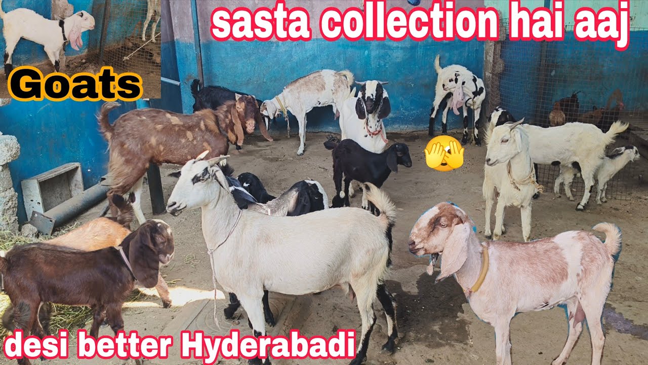 Sabhi saste bakriya aur Bakre desi Hyderabadi bettel cross Gujari bada bakra hai available in Hyde 