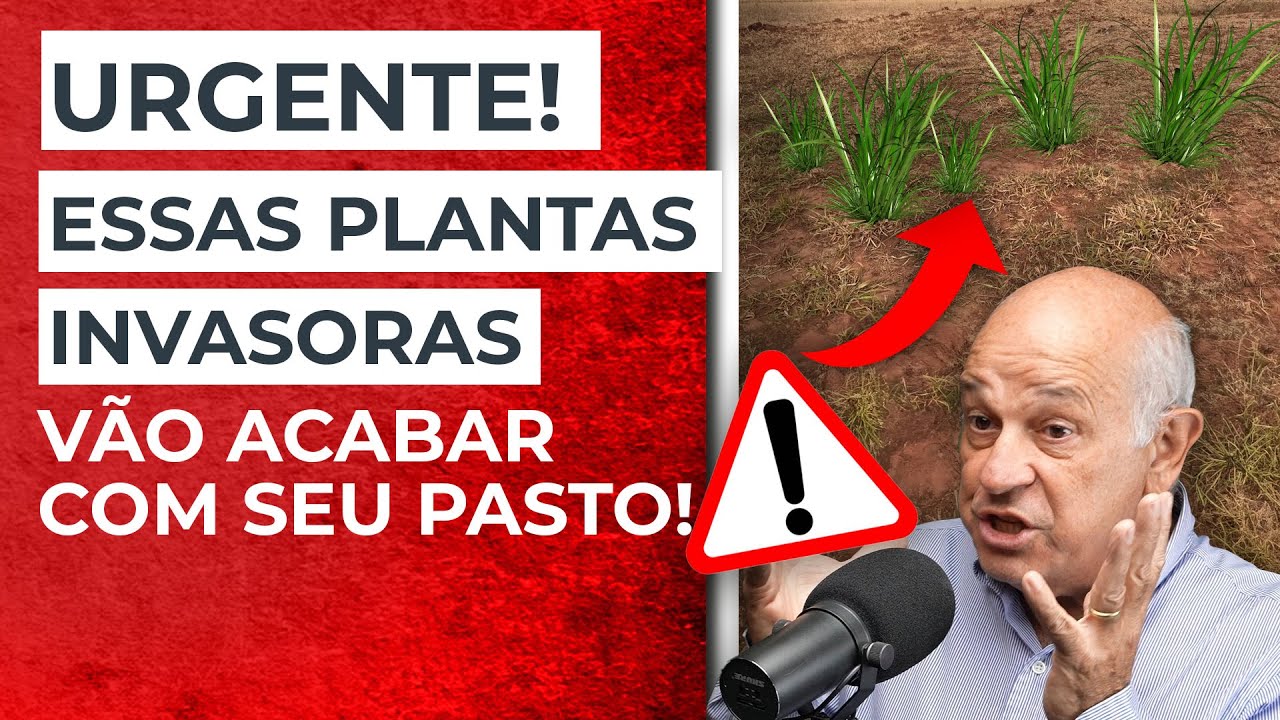 Como escolher o herbicida certo para cada tipo de invasora. Evite esses erros no uso de herbicidas