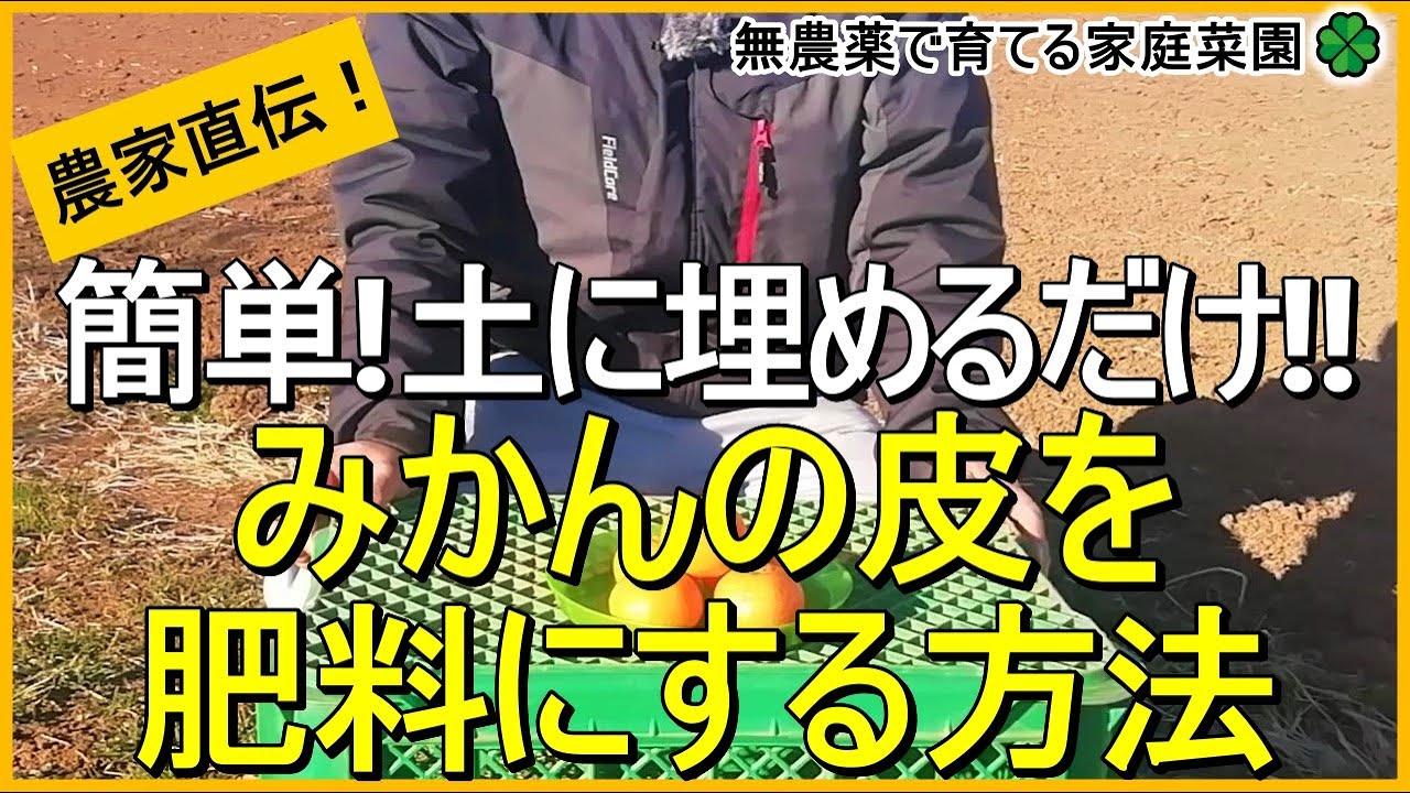 【家庭菜園】ミカンの皮は肥料になります 【有機農家直伝！無農薬で育てる家庭菜園】　23/1/7