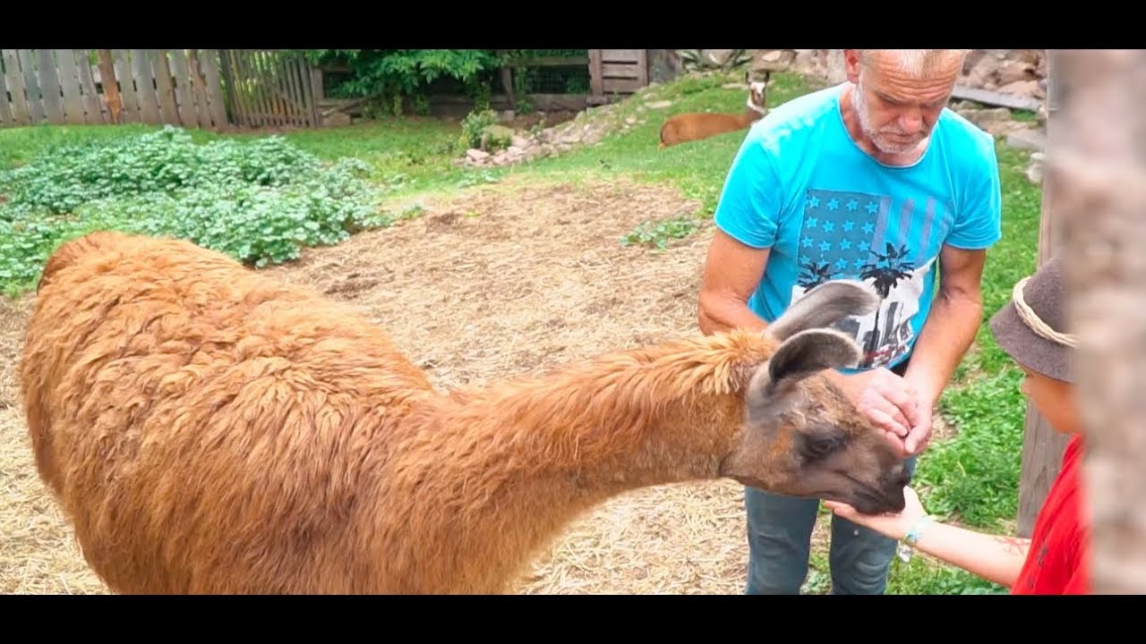 Kikerikiwoche (Bauernhofwoche) - Sommer 2019
