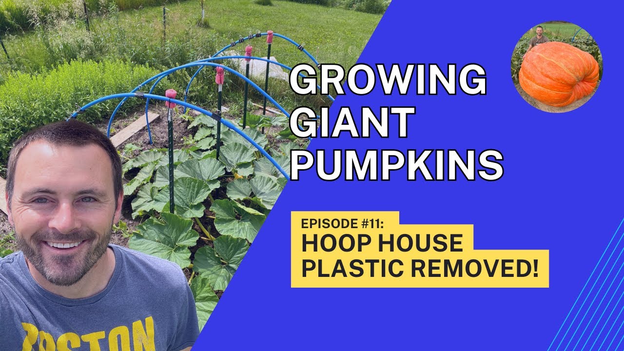 Ep. 11 - Giant Pumpkin Update {Hoop House Plastic Removed!}