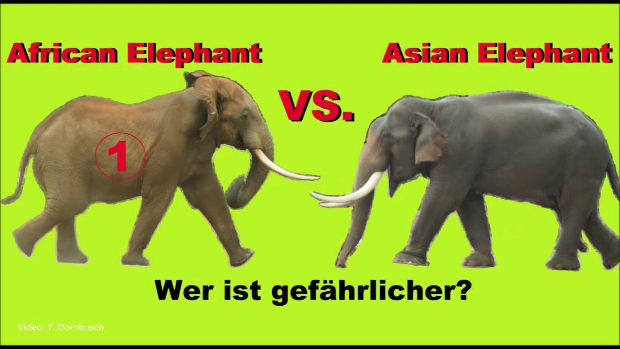 Wer ist gefährlicher? Afrikanischer Elefant gegen Asiatischer Elefant