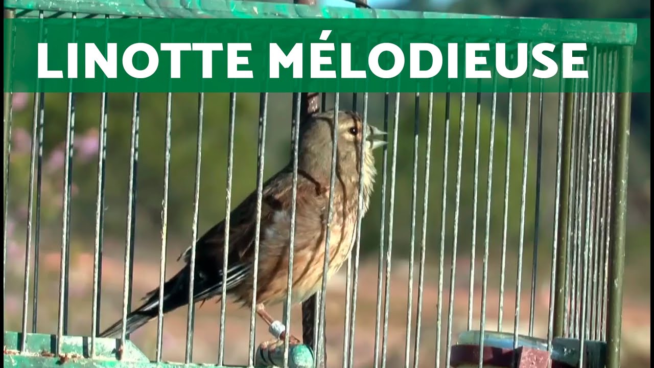 Melodic Duel: The Song of the Common Linnet. Two Captivating Bird Calls 🎶 (HD)