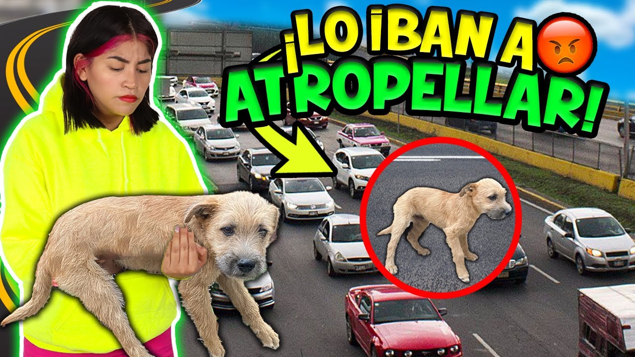🚘 ¡IBAN ATROPELLAR A UN CACHORRO Y LO RESCATÉ CON MI MAMÁ! 🥺¡AHORA TENEMOS DOS PERROS!😵‍💫