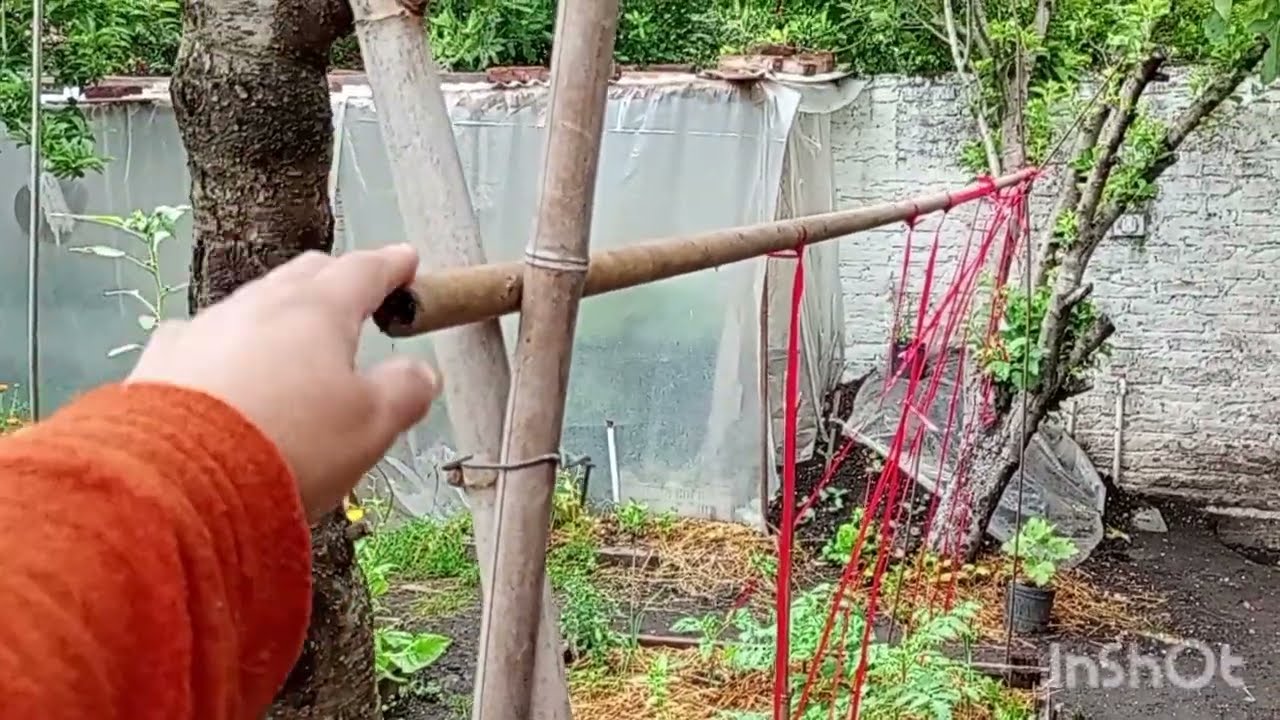 TOUR DE HUERTA EN UN DIA DE LLUVIA!! TUTORAMOS TOMATERAS+ TRANSPLANTE ( PARTE 2) #huertaencasa