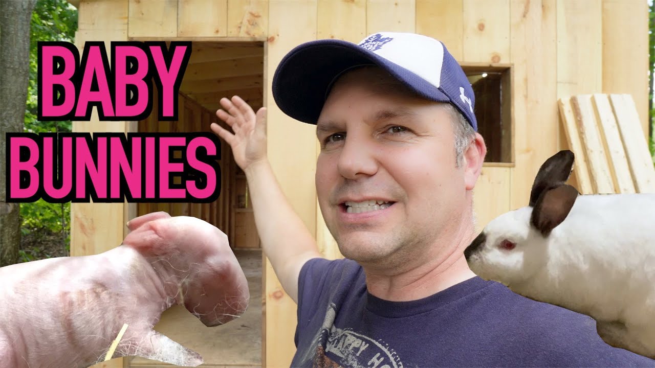 Building a Rabbit Colony | Baby Bunnies & New Bunny Barn