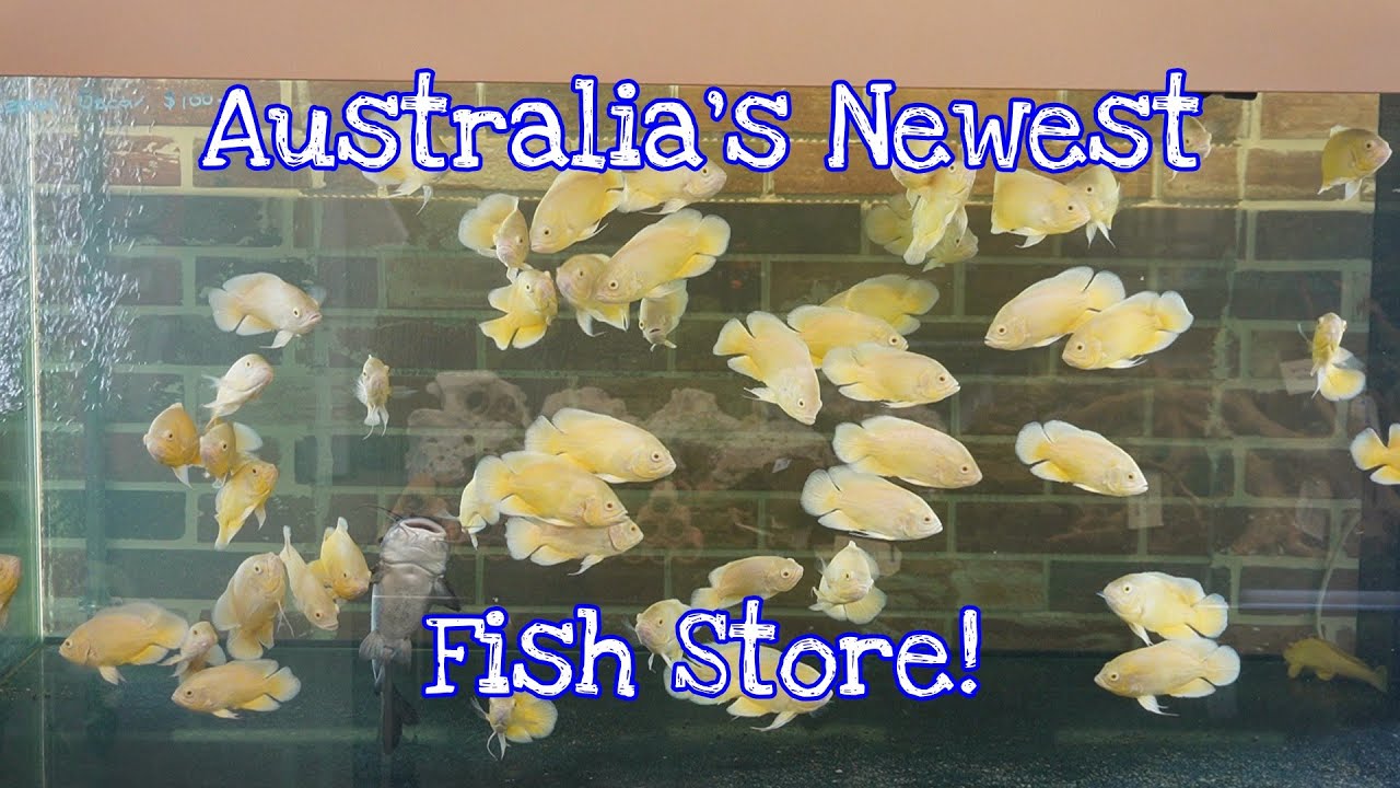 Экскурсия по фирменным аквариумам. Загляните в самый большой магазин рыбок в Австралии!