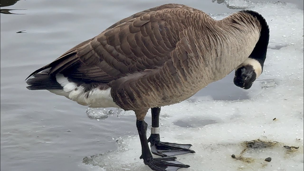 Preening Action & Bit Territorial Action March 8, 2026