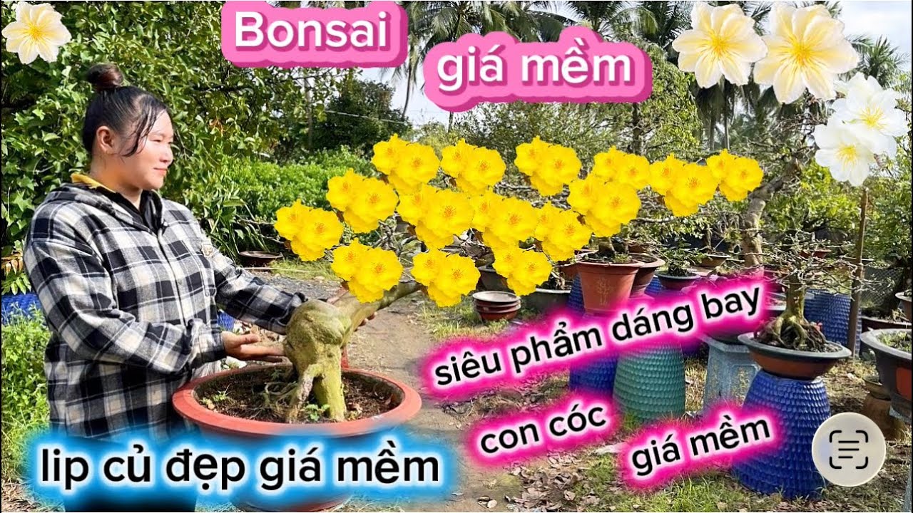 11-2-2026☎️0922.739.393 Ngân 🌳mai chơi tết giá mềm-cây vip-giá mềm-củ đẹp. 