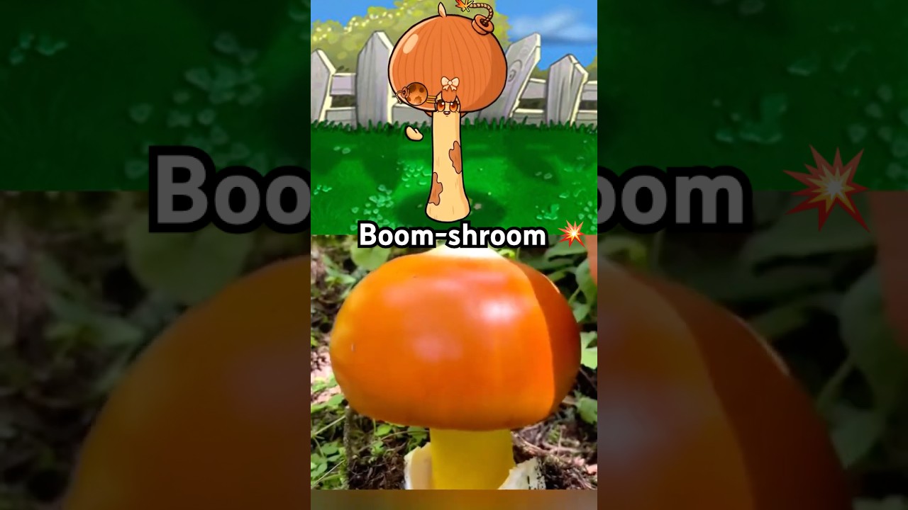 The Boom-Shroom 🍄🧡(PVZ) #pvz #plantsvszombies