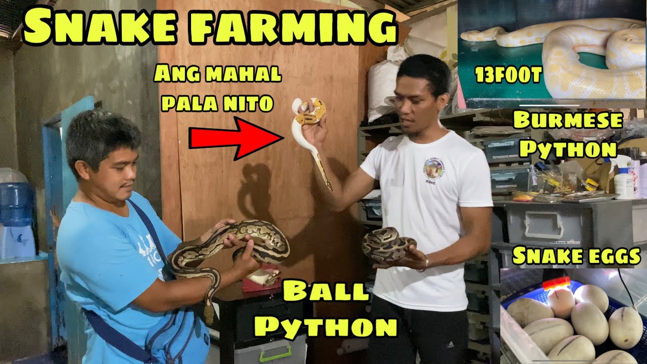 SNAKE FARMING | BURMESE AND BALL PYTHON | GRABE ANG MAHAL PALA NITO | PAG-AALAGA NG AHAS | GENSAN