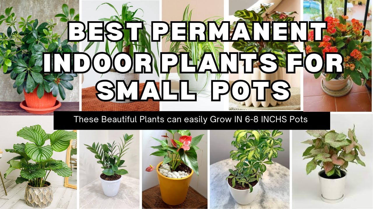 Best Permanent Indoor Plants that grow fast in small pots even in low light /Shade☘🌿🌱