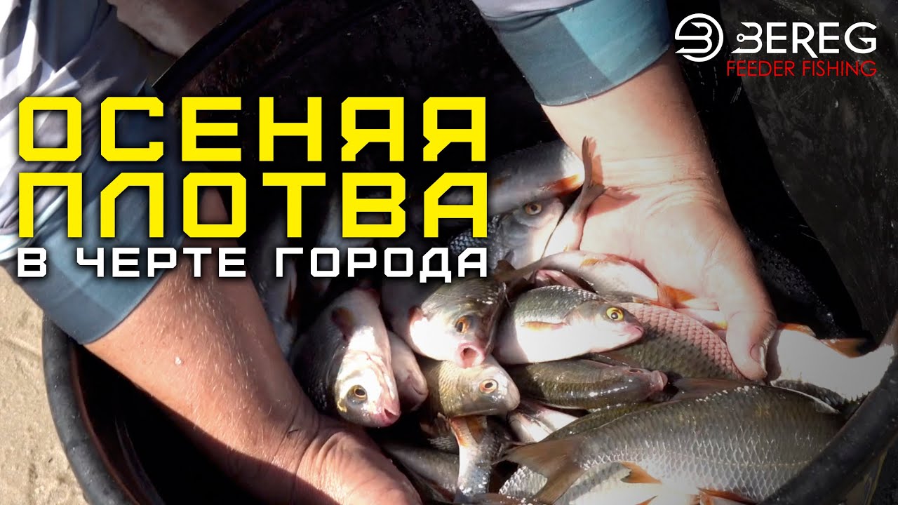 Осеняя ПЛОТВА  в черте города КИЕВА