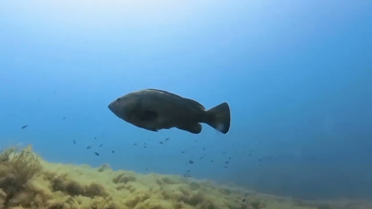 Immersioni alle Secche di Tor Paterno | Bollablu Channel