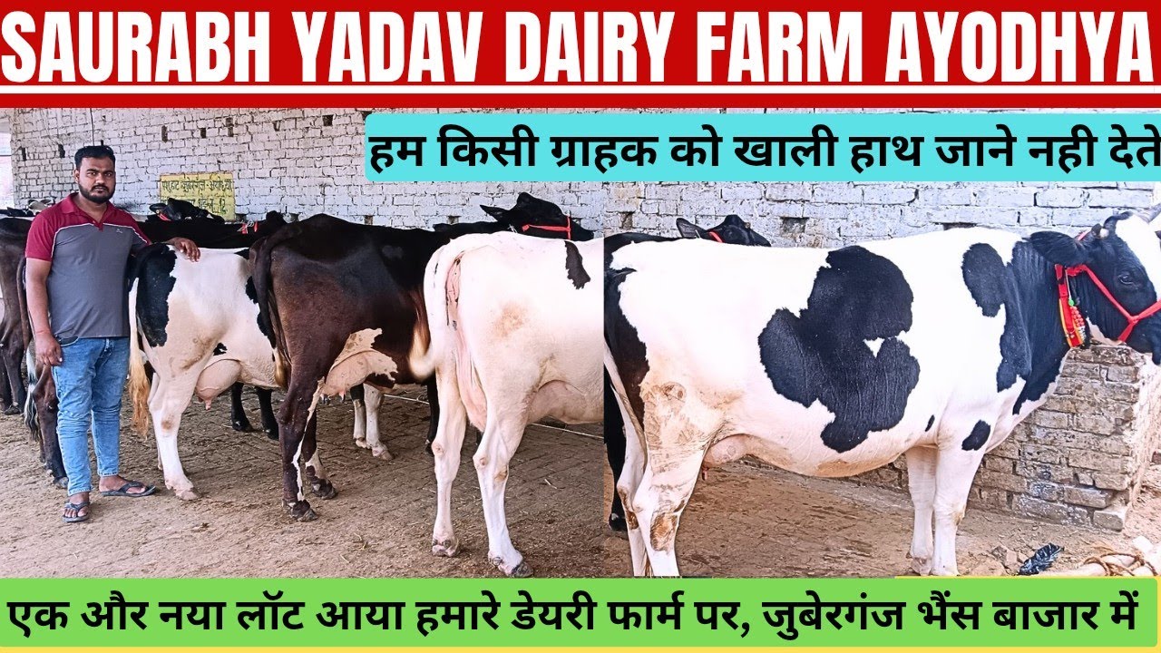 #Dairy Video,Saurabh Yadav Dairy Farm Juberganj pashu Mandi sohawal Ayodhya UP 
