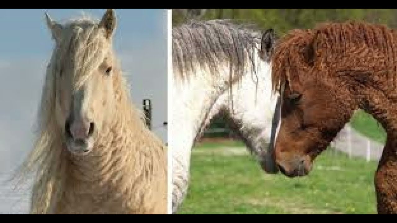 *BASHKIR CURLY*  EL ÚNICO CABALLO HIPOALERGÉNICO QUE PARECE UN PELUCHE TIERNO Y ADORABLE.