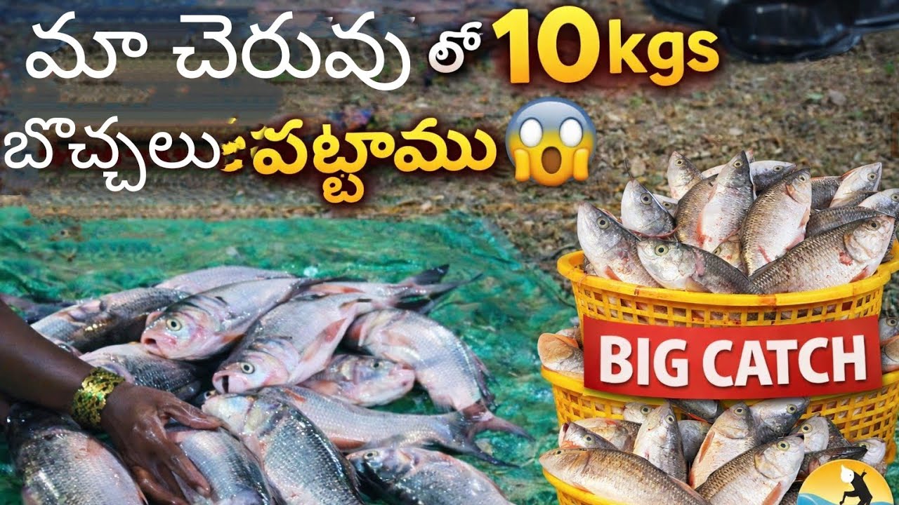 Village fishing,katla fishes 10kgs,bocha chapalu#villagefish #village #fish #fishing 