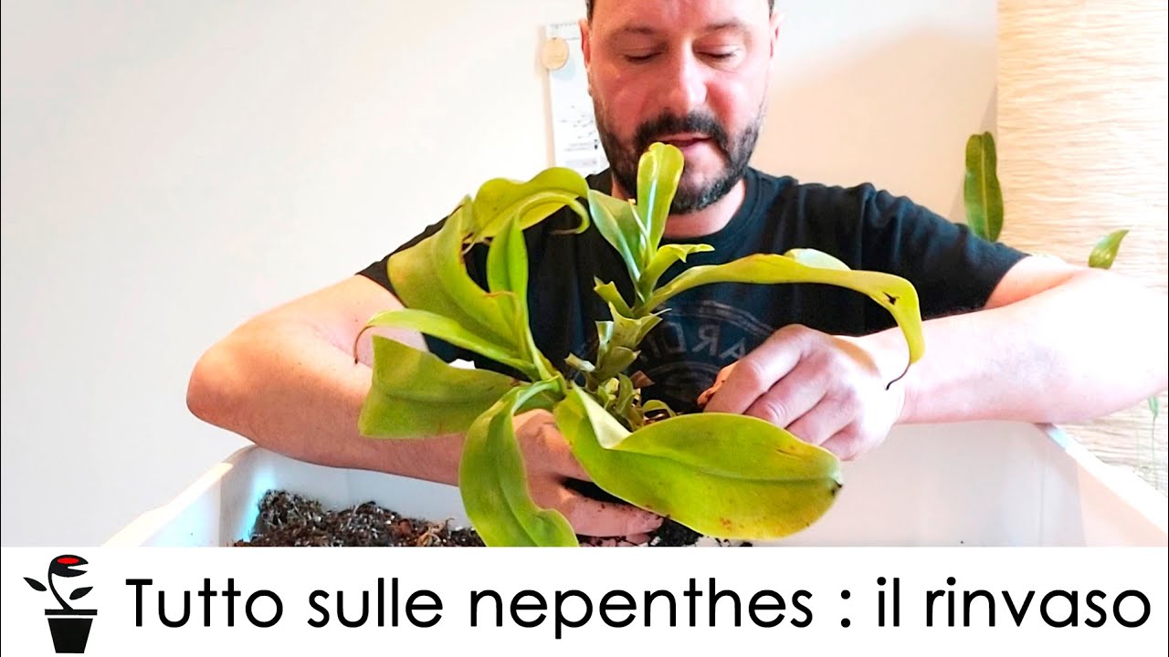 TUTTO SULLE NEPENTHES : IL RINVASO