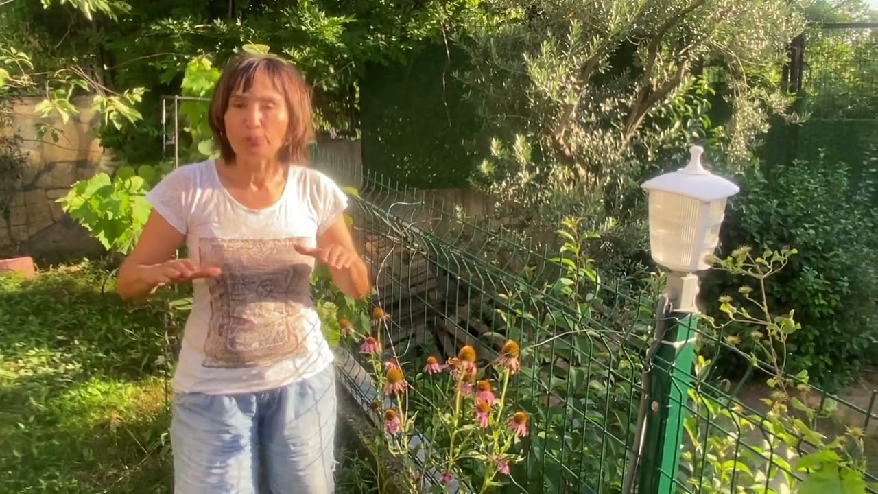 Ekinezya (kirpi otu,echinacea purpurea ) nasıl yetiştirilir? nasıl &ccedil;oğaltılır?