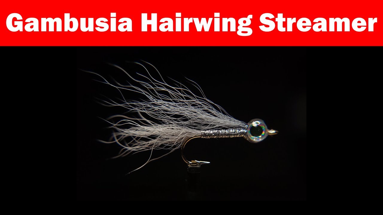 Fly Tying Tutorial | Gambusia Hairwing Streamer