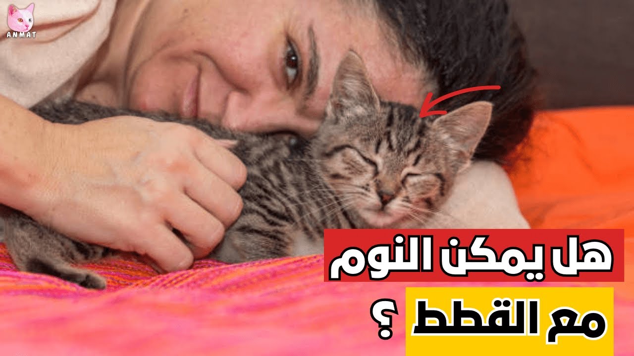 لماذا تحب قطتي النوم معي؟ | 9 أسباب غريبة ستصدمك وتجعلك تعشقها أكثر! 🛏️ 🐱