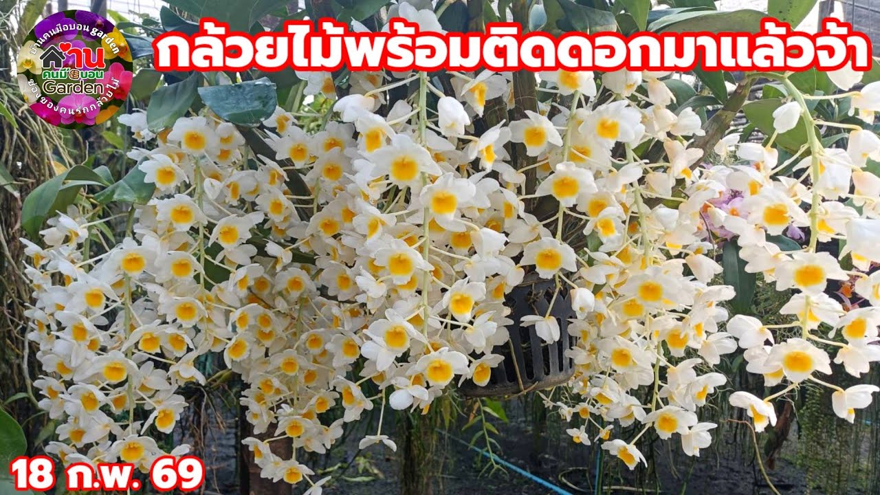 EP.812กล้วยไม้ชุดใหม่เข้าเพิ่ม กล้วยไม้สวยๆ กล้วยไม้หายาก #กล้วยไม้ #orchid 