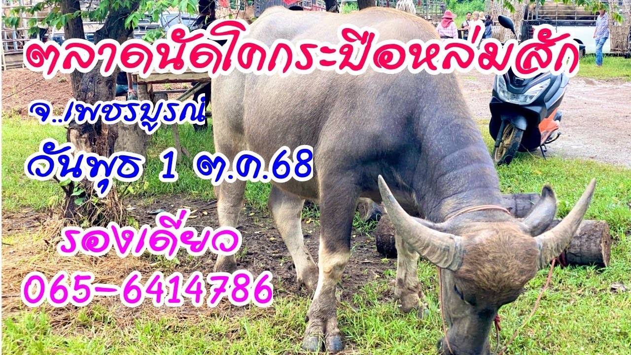 ตลาดนัดโคกระบือหล่มสัก จ.เพชรบูรณ์ วันพุธที่ 1 ต.ค. 68 รองเดี่ยว 065-6414786