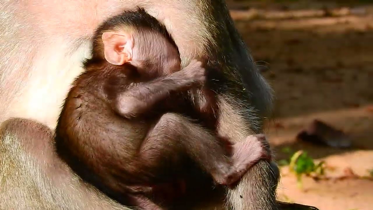 Adorable baby monkey