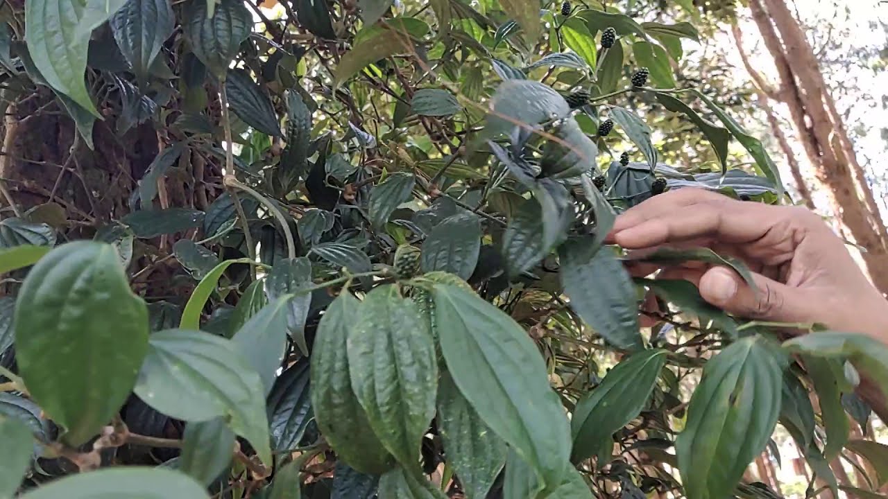 India is the land of Pepper. Wild Pepper from Forest - Piper species.