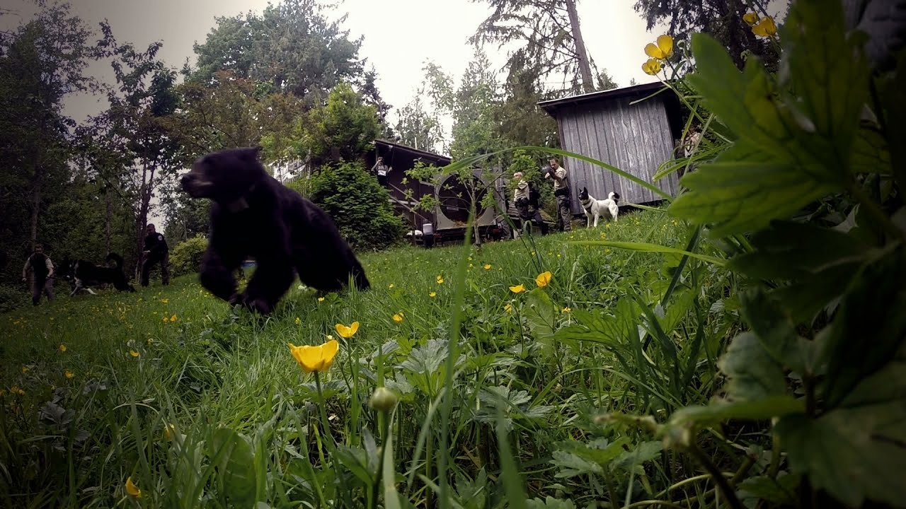 Watch the Karelian Bear Team in Action