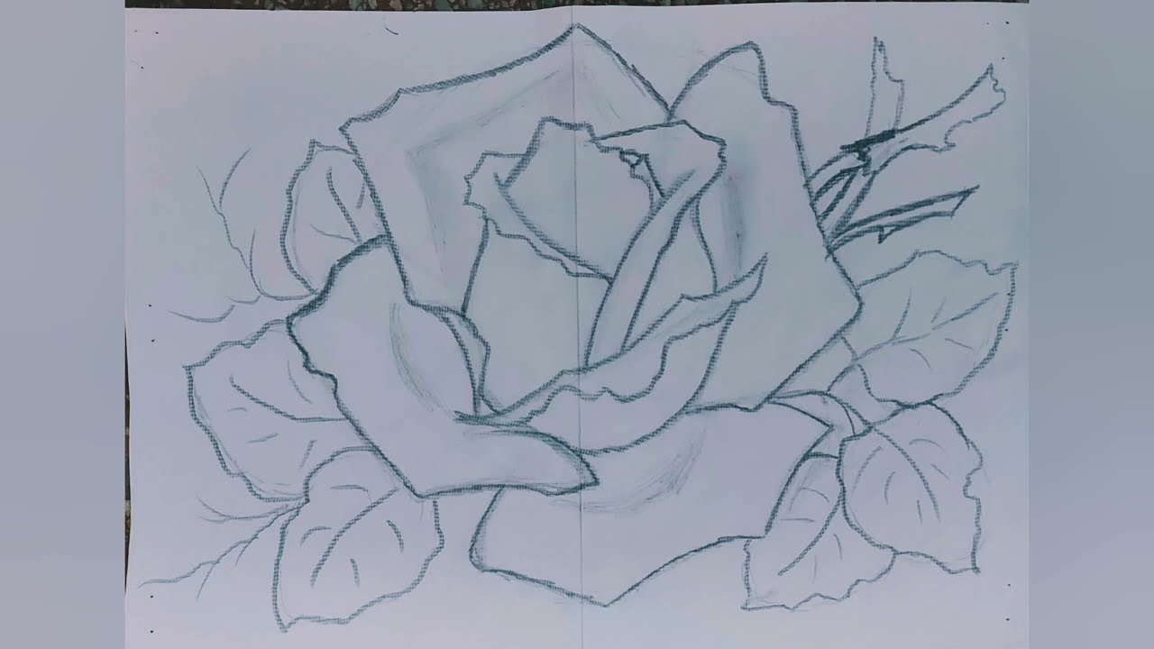 Como desenhar uma rosa realista