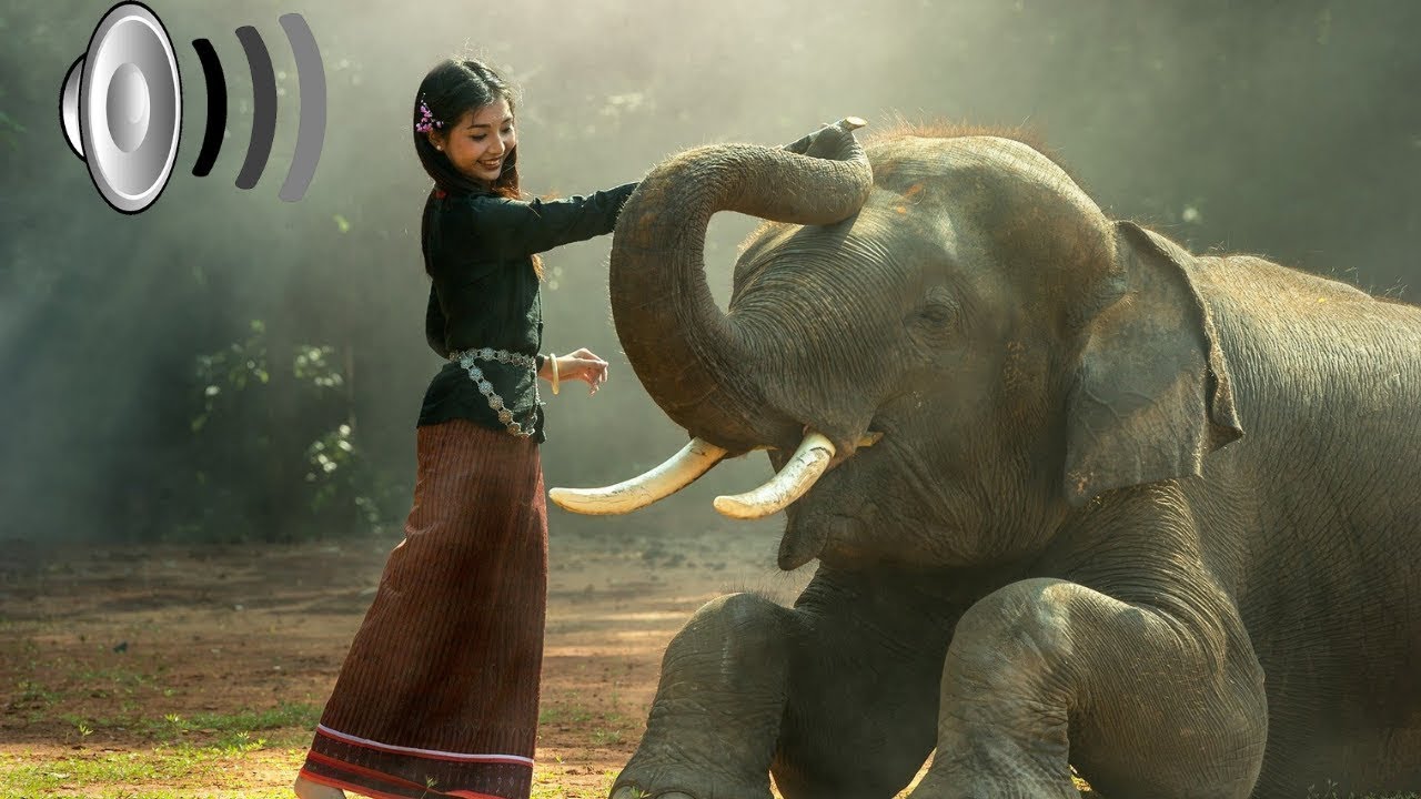 SOM DO ELEFANTE -  SOM SONORO