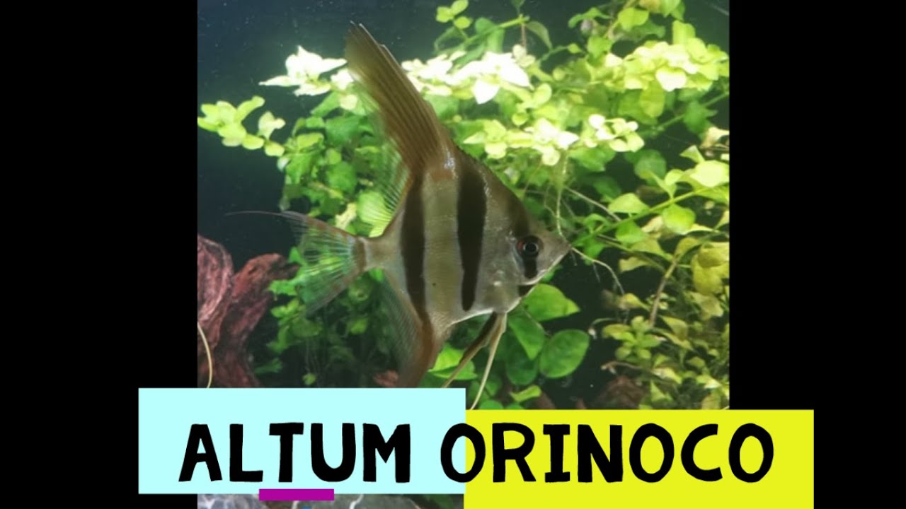 42. Altum Orinoco -pożegnanie z tymi pieknymi rybami.