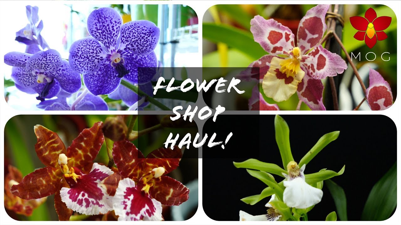 Look what I found at the flower shop! 😱 Awesome Orchid Haul!
