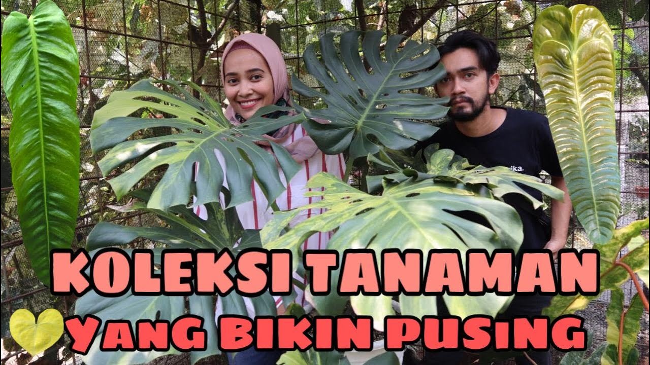 TANAMAN KOLEKSI KEBUN KARAWACI YANG BIKIN PUSING - EP 18