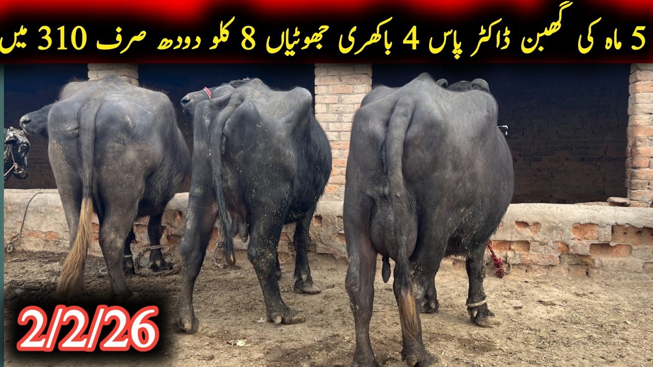 5 ماہ کی گھبن ڈکٹر پاس باکھری تین بھینسیں براے فروخت|Earn frombuffalo