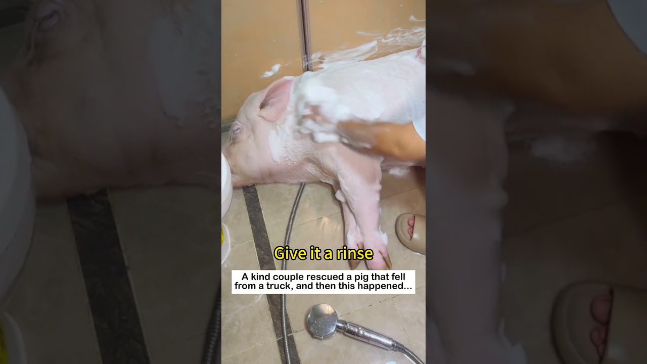Pig Rescue #animals #lovestory #cute #pets#pig #rescue #love #wildliferescue #funny