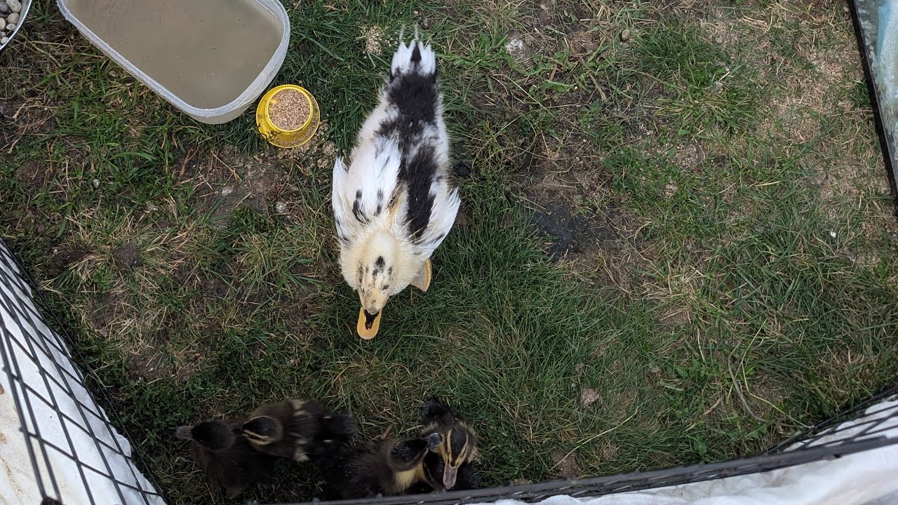 new ducklings meet baby bell!🖤 #ducklings #cute #duck #babyanimals #chicken #chickens #ducks #live 