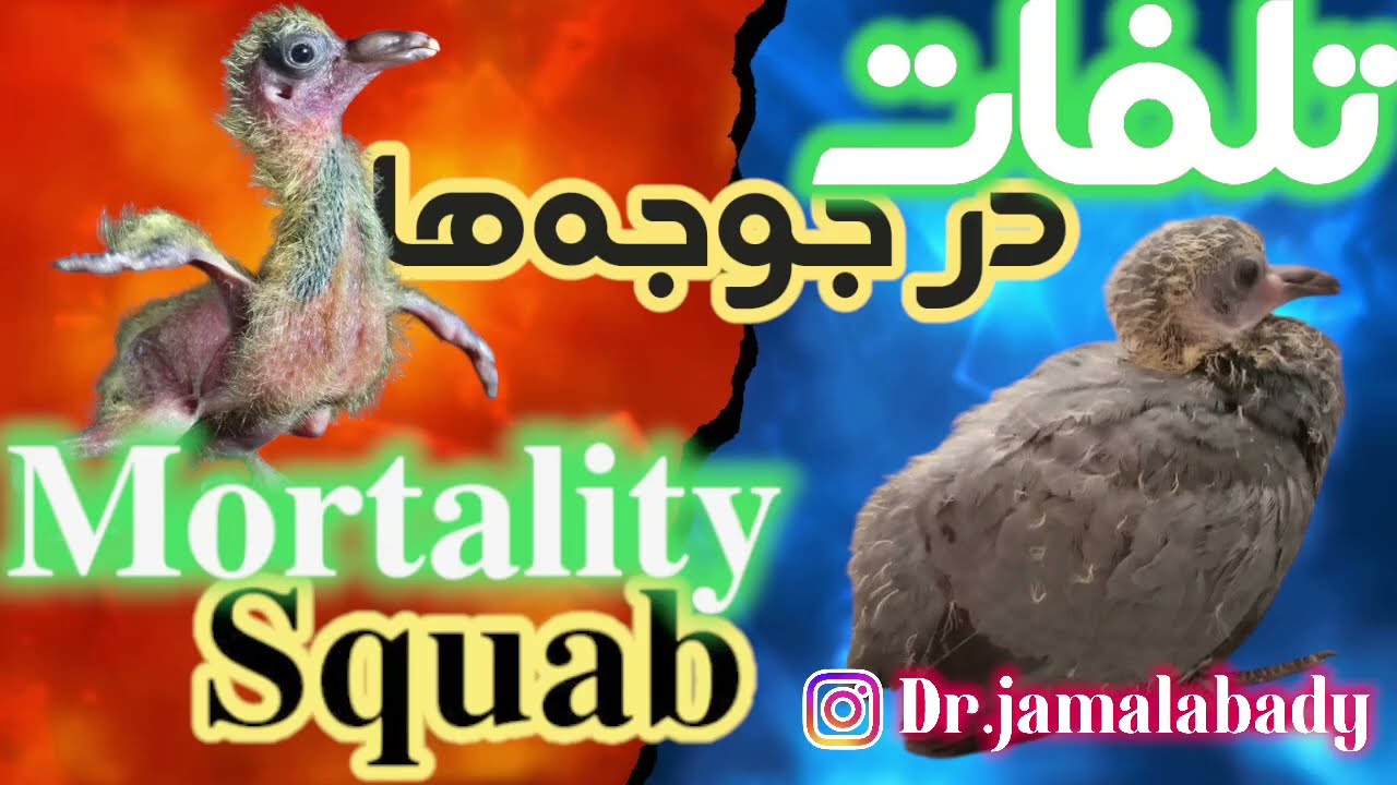 چرا در جوجه ها تلفات داریم، Squab mortality