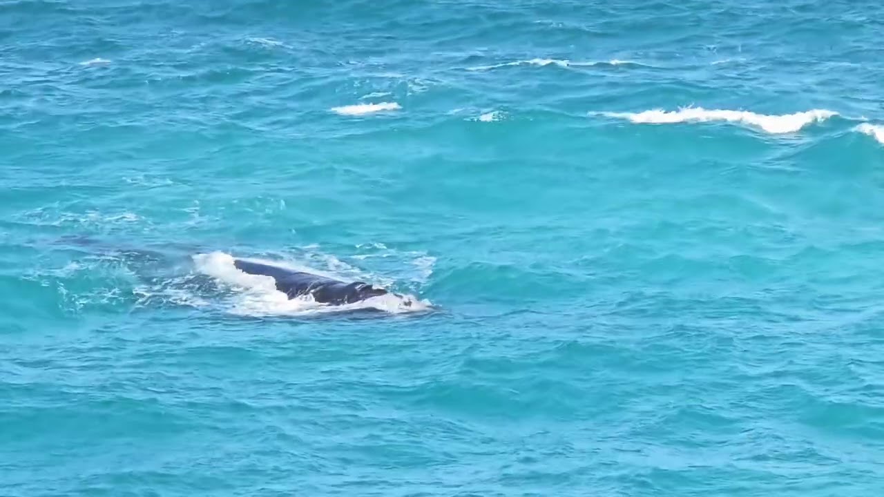 Head of Bight Whale nursery South Australia (day 2)