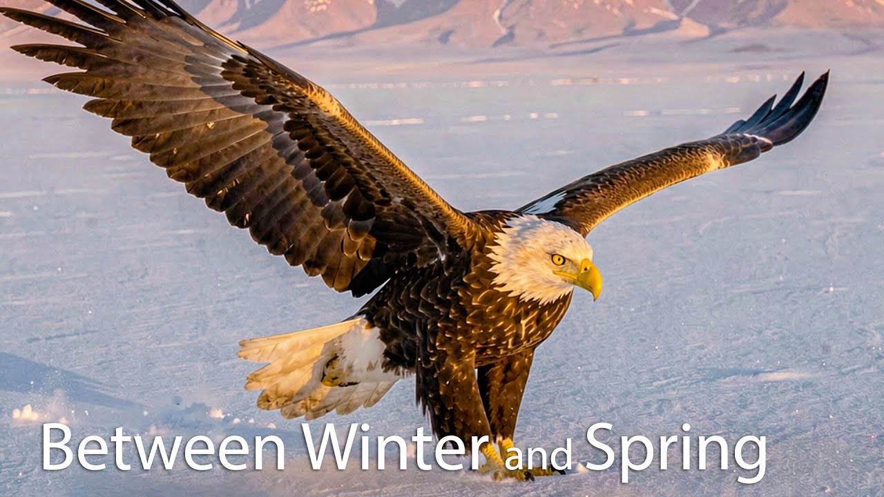 The Most Beautiful Eagle in the Wintertime!