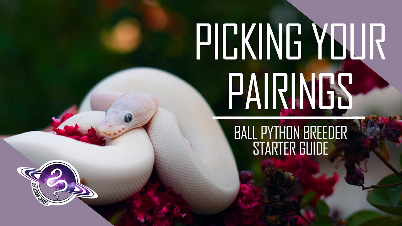 Ball Python Breeder Starter Guide | Picking Your Pairings