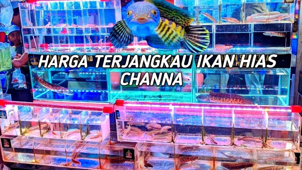 REVIEW IKAN CHANNA. SEKALI GIS LIMA LAPAK. DI PASAR IKAN HIAS JATINEGARA JAKARTA TIMUR 