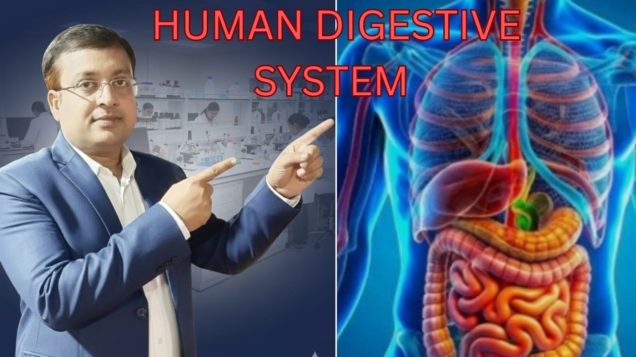 #biologyimportantquestion#Digestive System# Important For U.P. Board Exam-2026||By. Dr.Saida Hussain